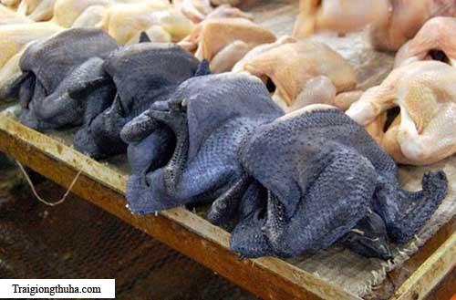 Giống gà đen quý hiếm giá “khủng” nhất thế giới - 6