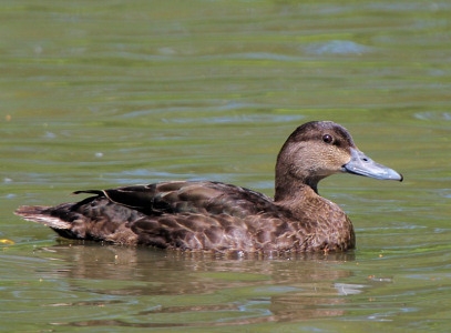 Vịt trời American Black Duck  (Anas Rubripes)