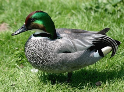 Vịt trời Falcated Duck (Anas Falcata)