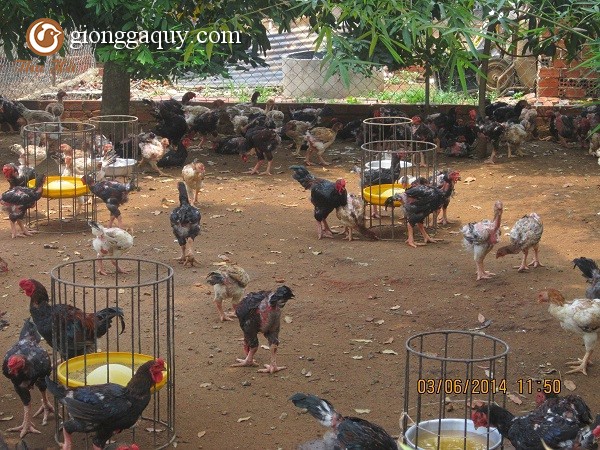 VTV2 – Kỹ thuật nuôi gà Hồ, gà Đông Tảo