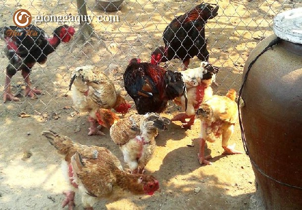 Bán gà đông tảo thuần chủng