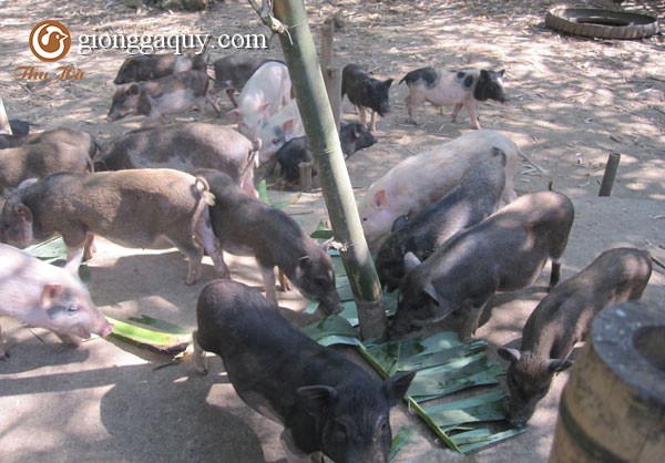 Kỹ thuật nuôi heo rừng lai