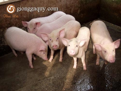 Hội chứng còi cọc ở lợn con sau cai sữa