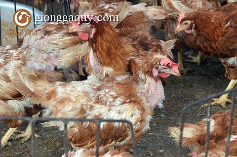 Biện pháp phòng chống dịch cúm gia cầm