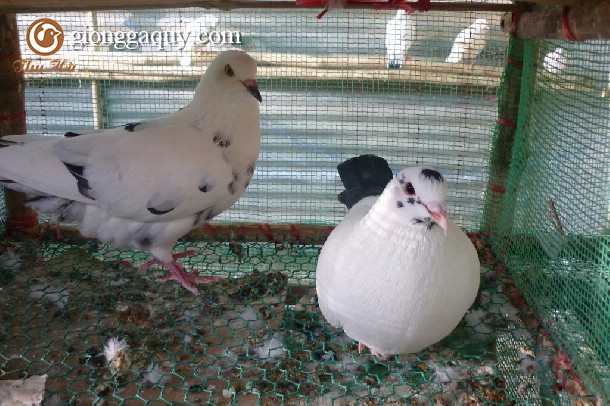 Hướng dẫn nuôi và chọn giống bồ câu Pháp