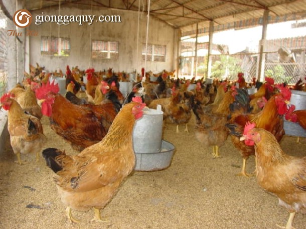 Thức ăn chăn nuôi gà sinh sản hướng thịt 