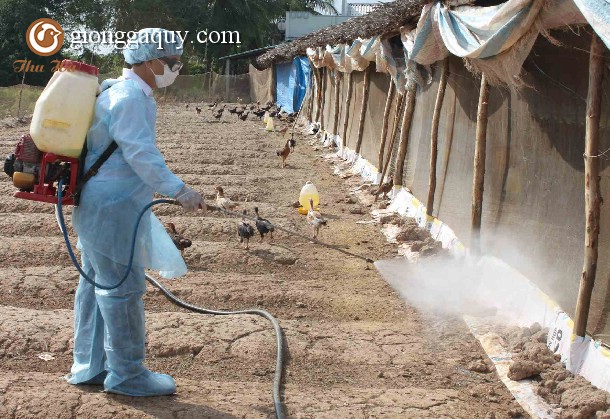 Nguyên tắc, quy trình vệ sinh, sát trùng chuồng trại và dụng cụ chăn nuôi