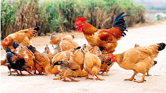 Kỹ thuật chăn nuôi gà giống