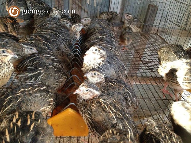 Kỹ Thuật Nuôi Chim Cút Con