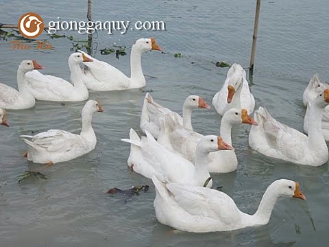 Một số bệnh thường gặp ở ngan, vịt