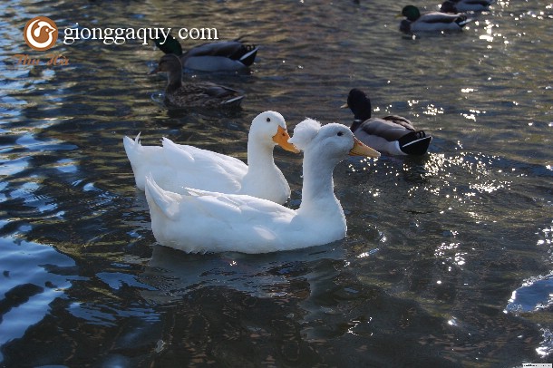 Kỹ Thuật Nuôi Vịt Xiêm