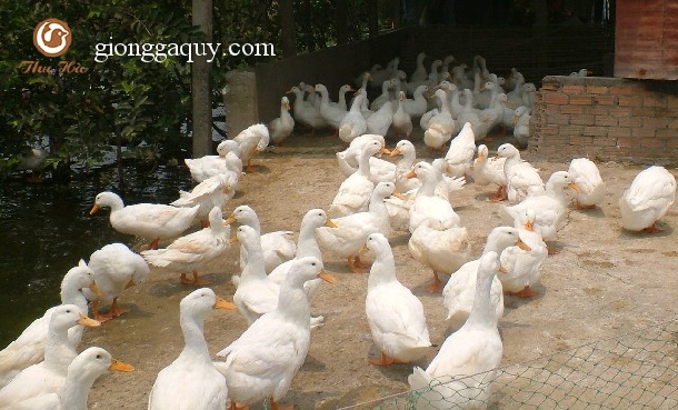 Bệnh Viêm Gan Vịt