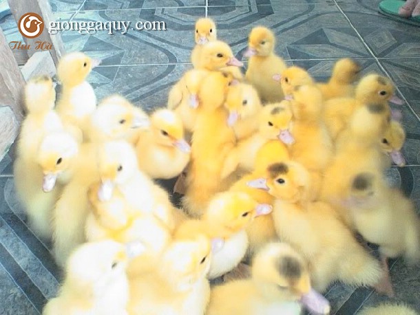 Kỹ thuật nuôi ngan pháp con và hậu bị (1-25 tuần tuổi)