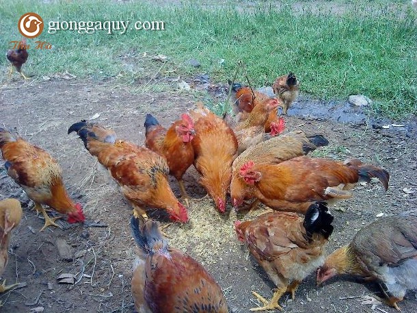 Kỹ thuật nuôi gà sinh sản siêu thịt