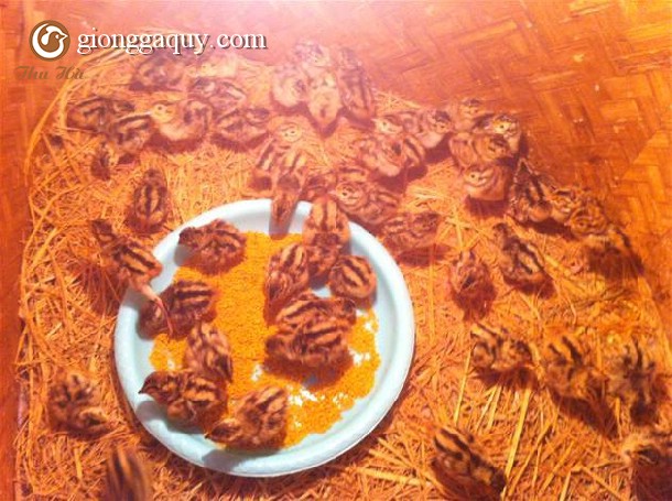 Các dụng cụ nuôi chim trĩ cần thiết