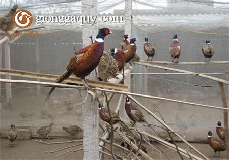 Các loại thức ăn nuôi trĩ hiệu quả