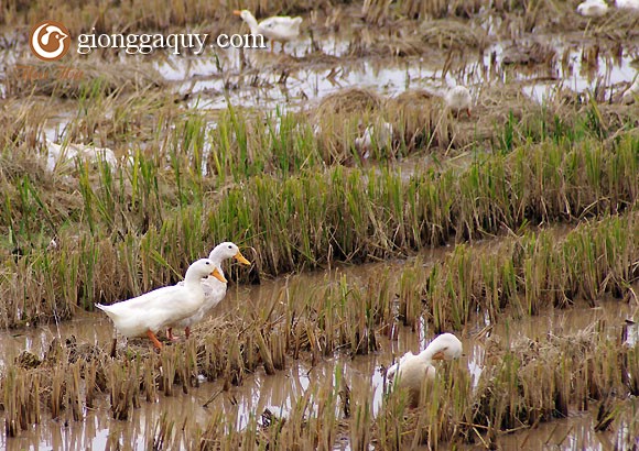 Hướng dẫn nuôi vịt chăn thả