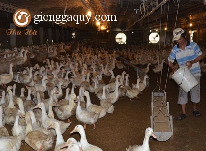 Yêu cầu chuồng trại nuôi vịt theo hình thức nuôi nhốt