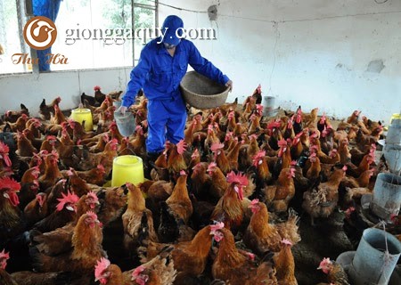 Nóng với gà lông màu