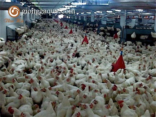 Các tính trạng sinh trưởng của gà thịt có thể cải thiện hơn nữa