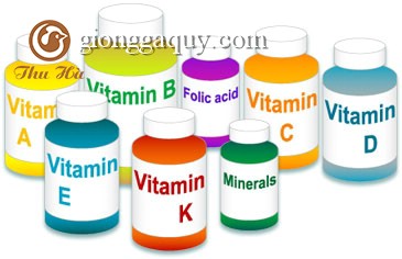 Tác dụng của các loại vitamin trong thức ăn chăn nuôi gà