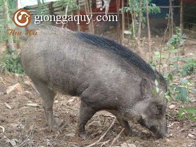 Thức ăn nuôi heo rừng lai