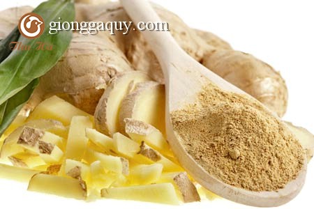 Gừng và prebiotic thúc đẩy các vi khuẩn có lợi ở lợn