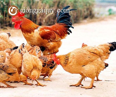Cung cấp gà tam hoàng giống