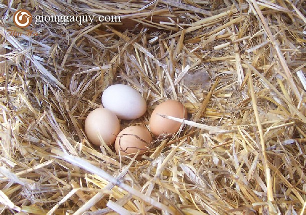 Cách phòng ngừa và loại bỏ tật ăn trứng cho gà mái