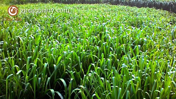 Kỹ thuật trồng một số loại cây làm thức ăn cho gia súc