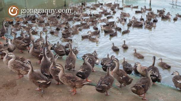 Làm giàu từ nuôi vịt trời