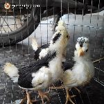 Bán gà quý phi 1 tháng tuổi giống