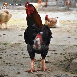 Bán gà móng gống thuần chủng