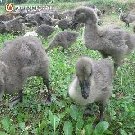 Bán ngỗng sư tử giống