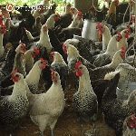 Bán gà ai cập lông vằn đen giống