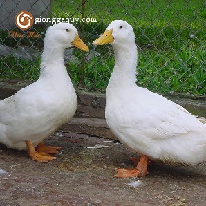 Bán vịt siêu thịt giống 