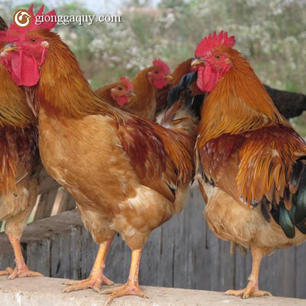 Bán giống gà ri vàng rơm lai 