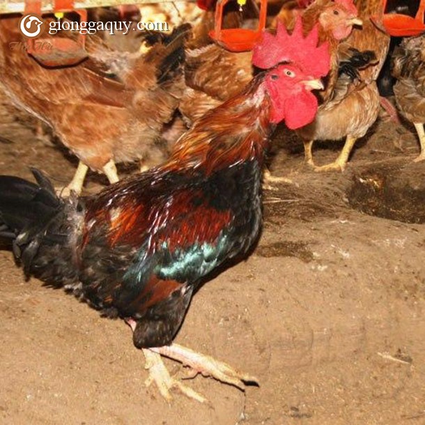 Bán gà ri tía mận lai