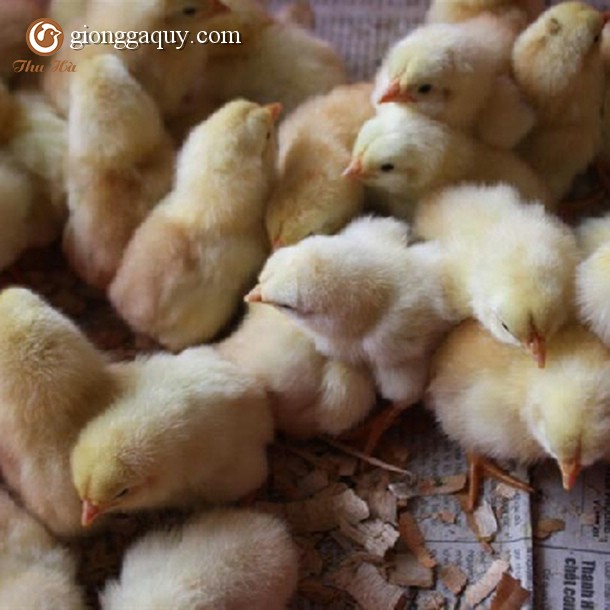 Bán giống gà ri tía mận lai 7/8