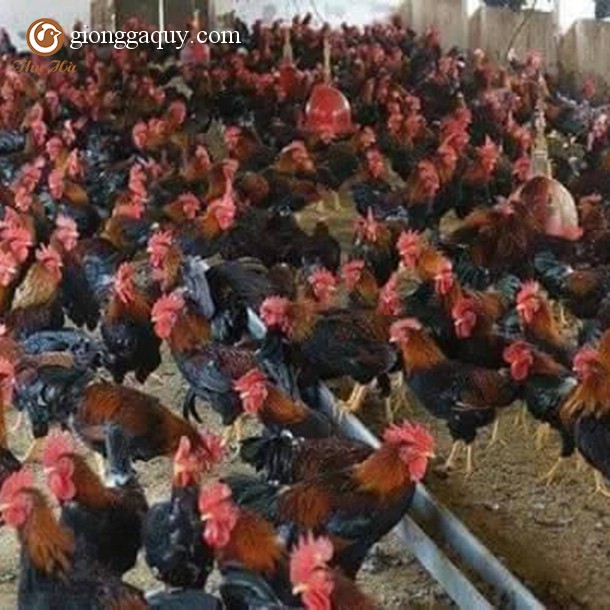 Bán gà mía lai giống