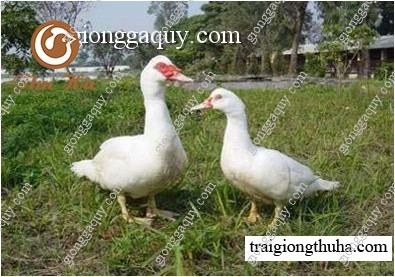 Bán ngan siêu nặng giống