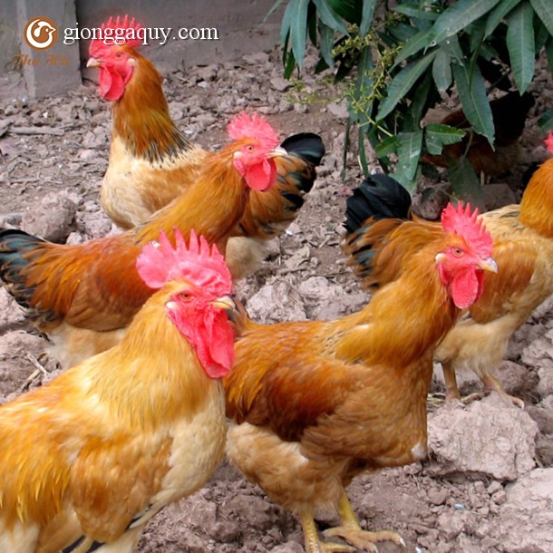 Bán gà lương phượng giống
